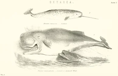 Cetacea